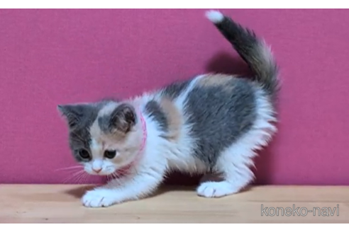 成約済の東京都のスコティッシュフォールド-100750の2枚目